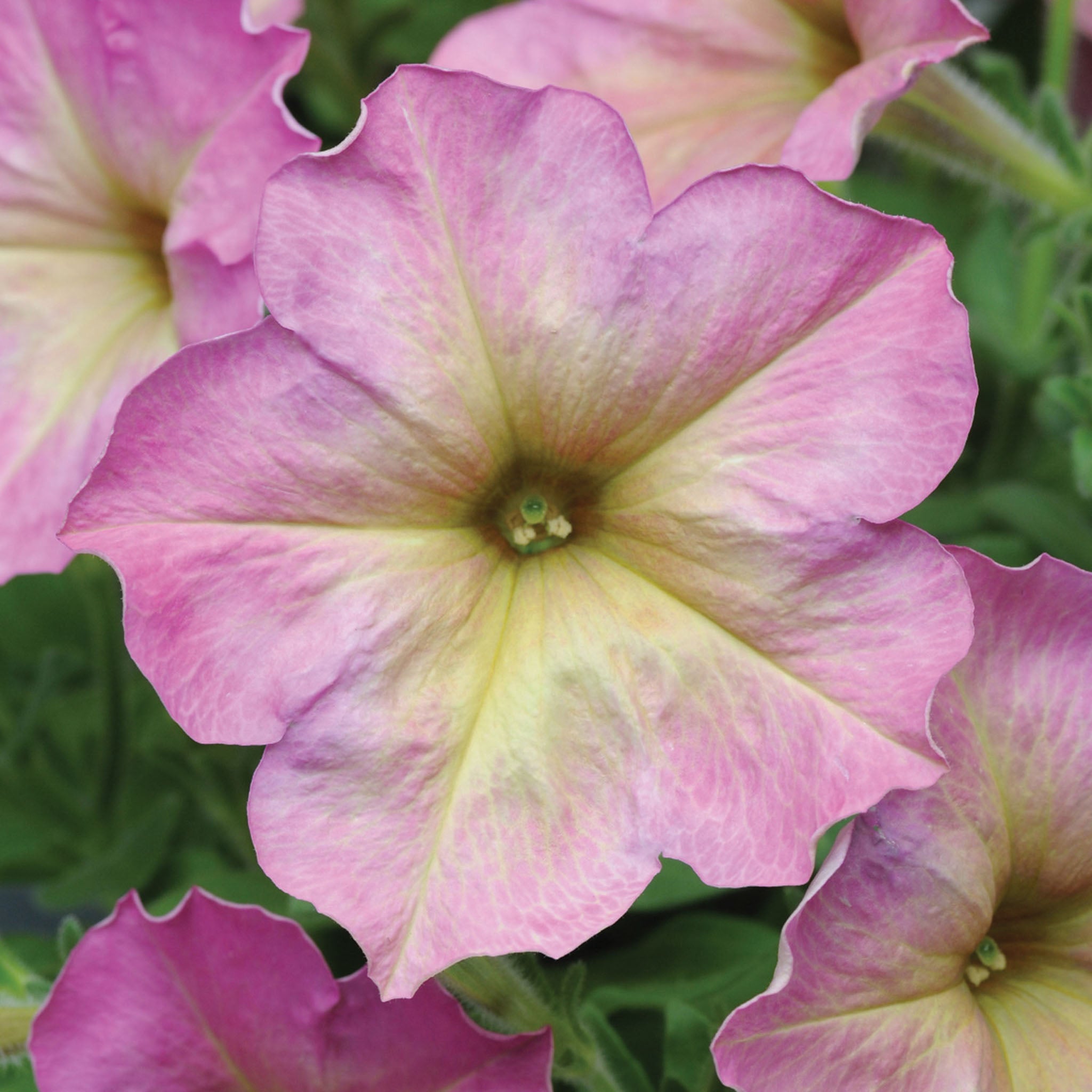 Debonair Dusty Rose Petunia