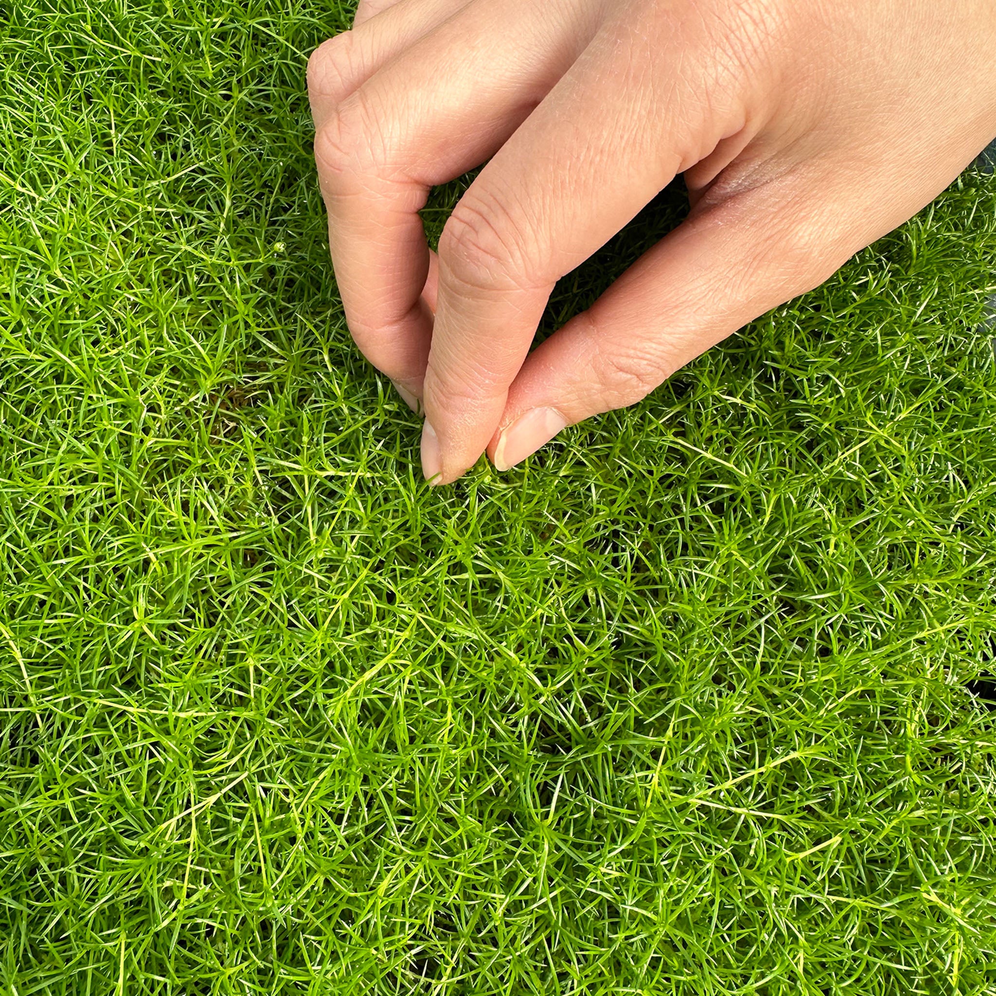 Irish Moss Sagina