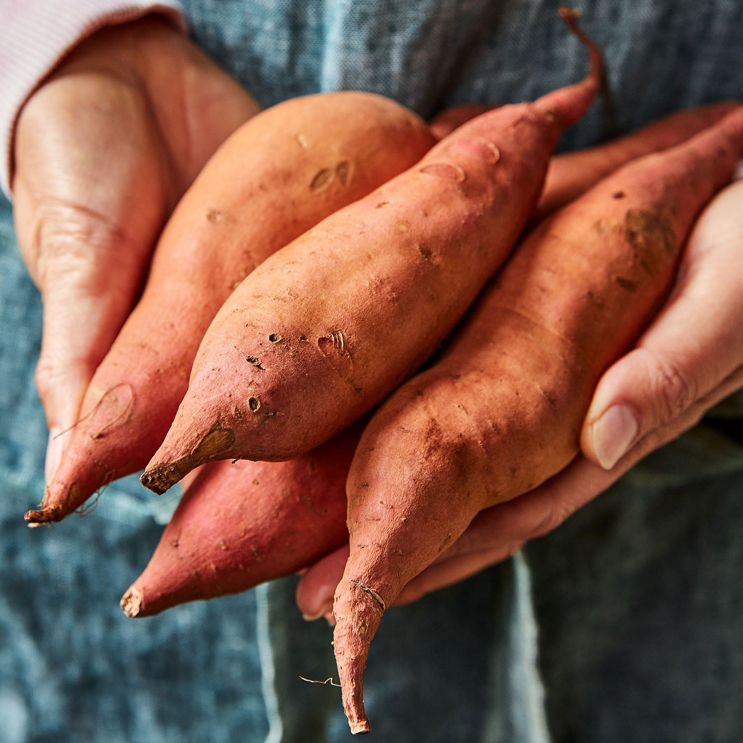 Georgia Jet Sweet Potato Bare Roots