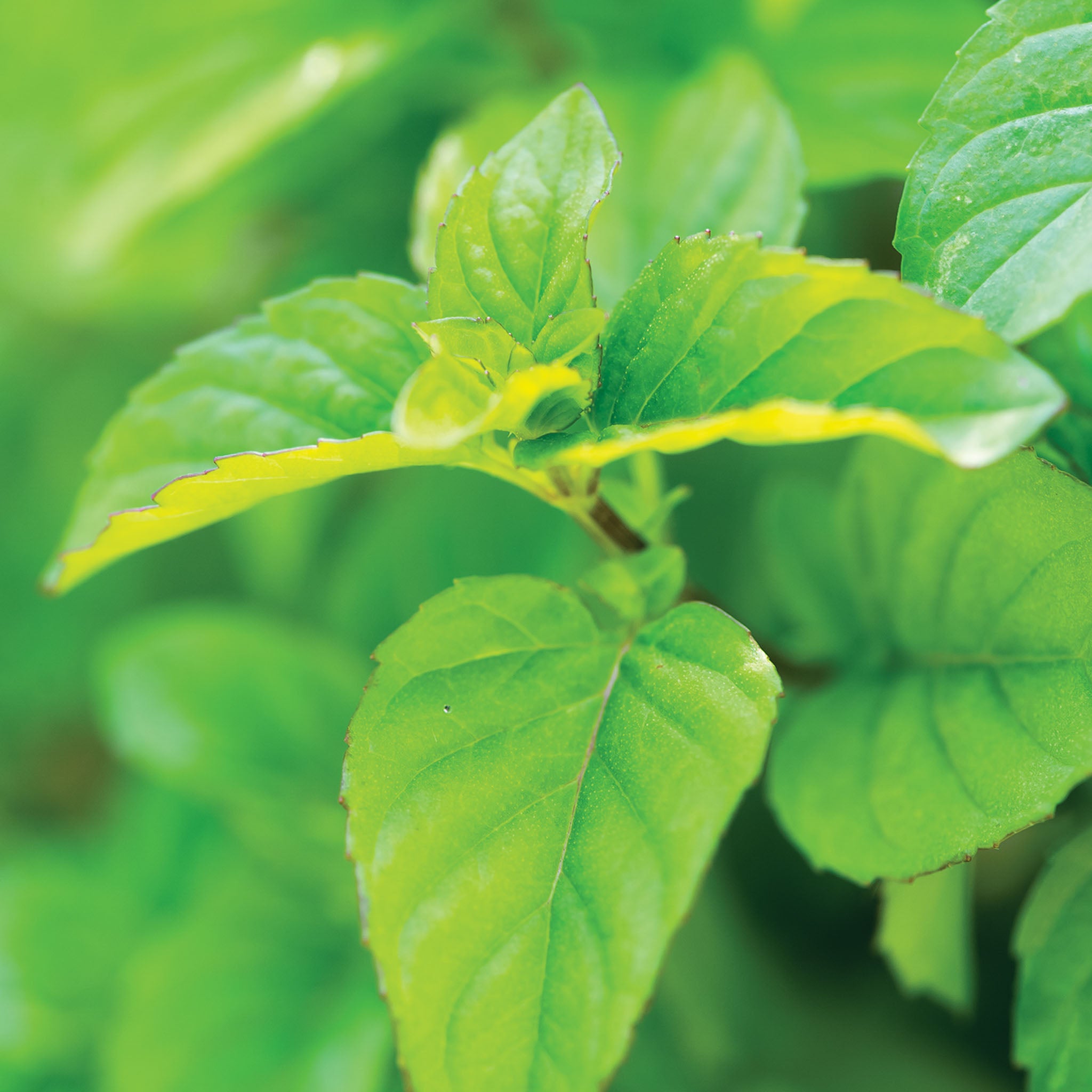 Orange Mint