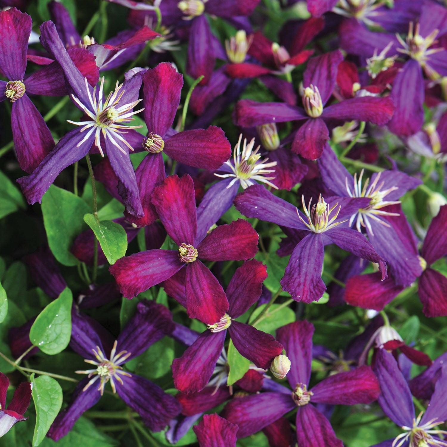 Sweet Summer Love Clematis