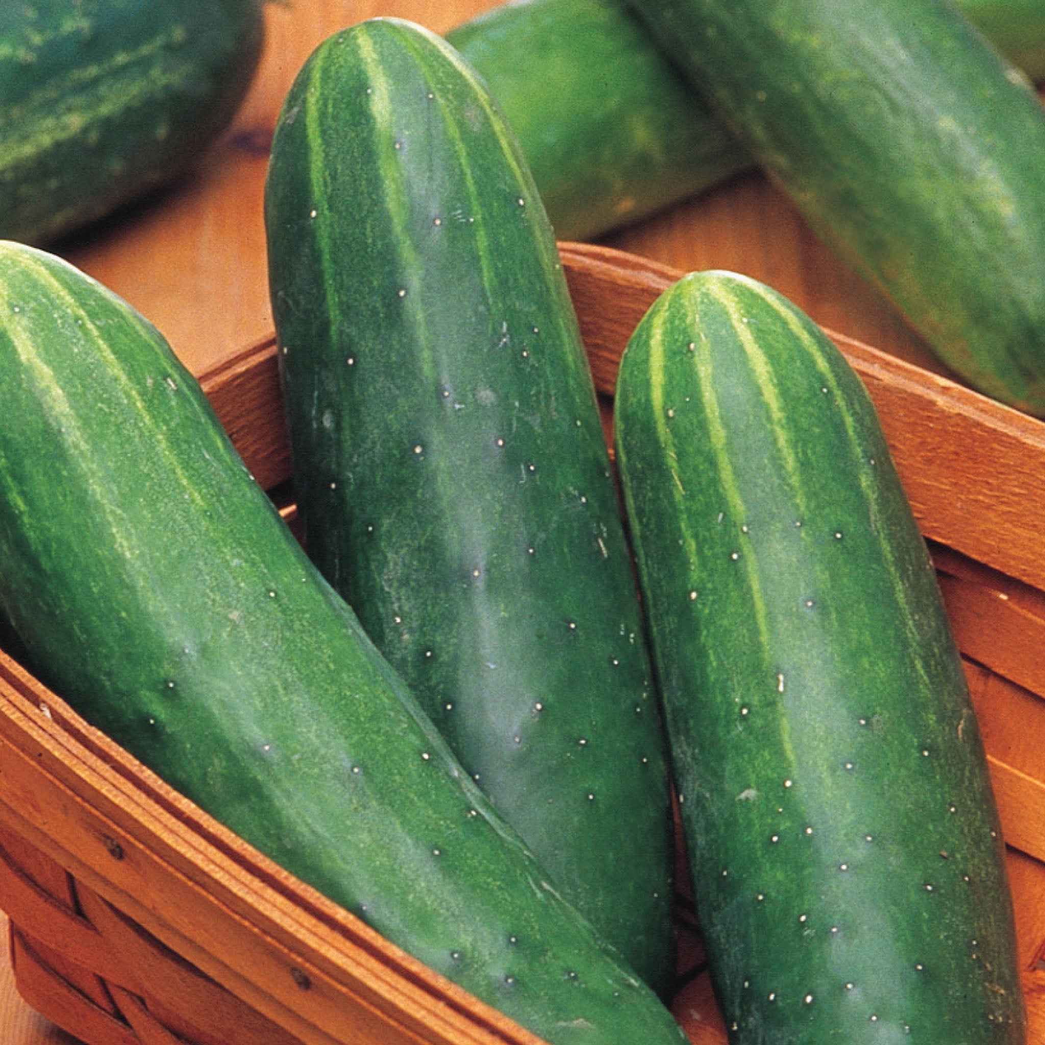 Double Yield Organic Cucumber