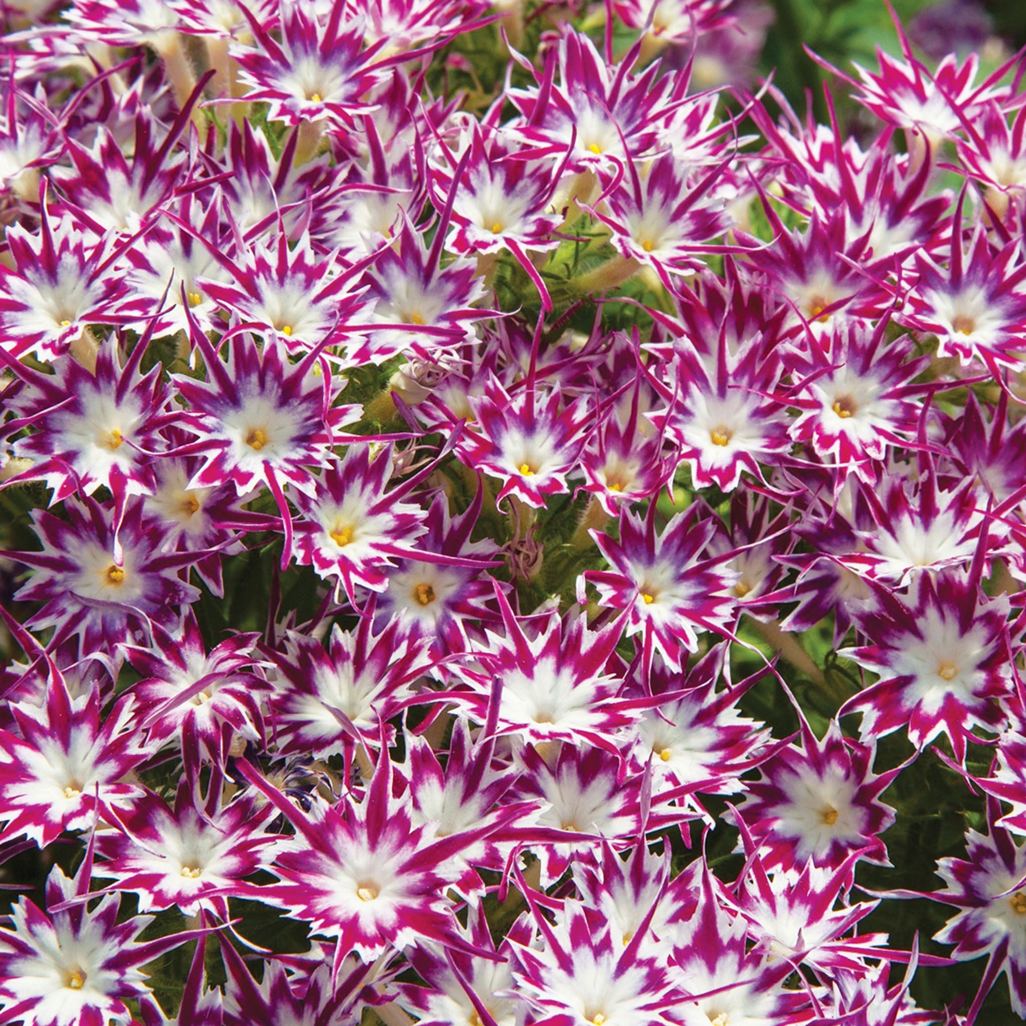Popstars Purple with Eye Phlox