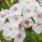 Blushing Bride Phlox Drummondii