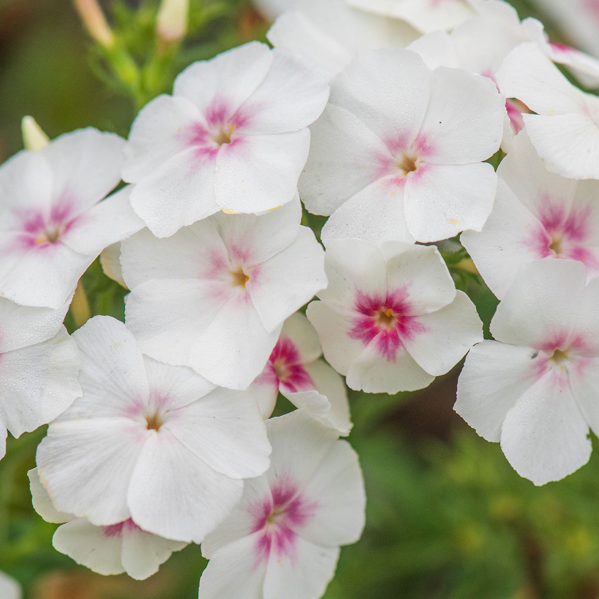 Blushing Bride Phlox Drummondii