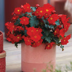Dreams Garden MacaRouge Elatior Begonia
