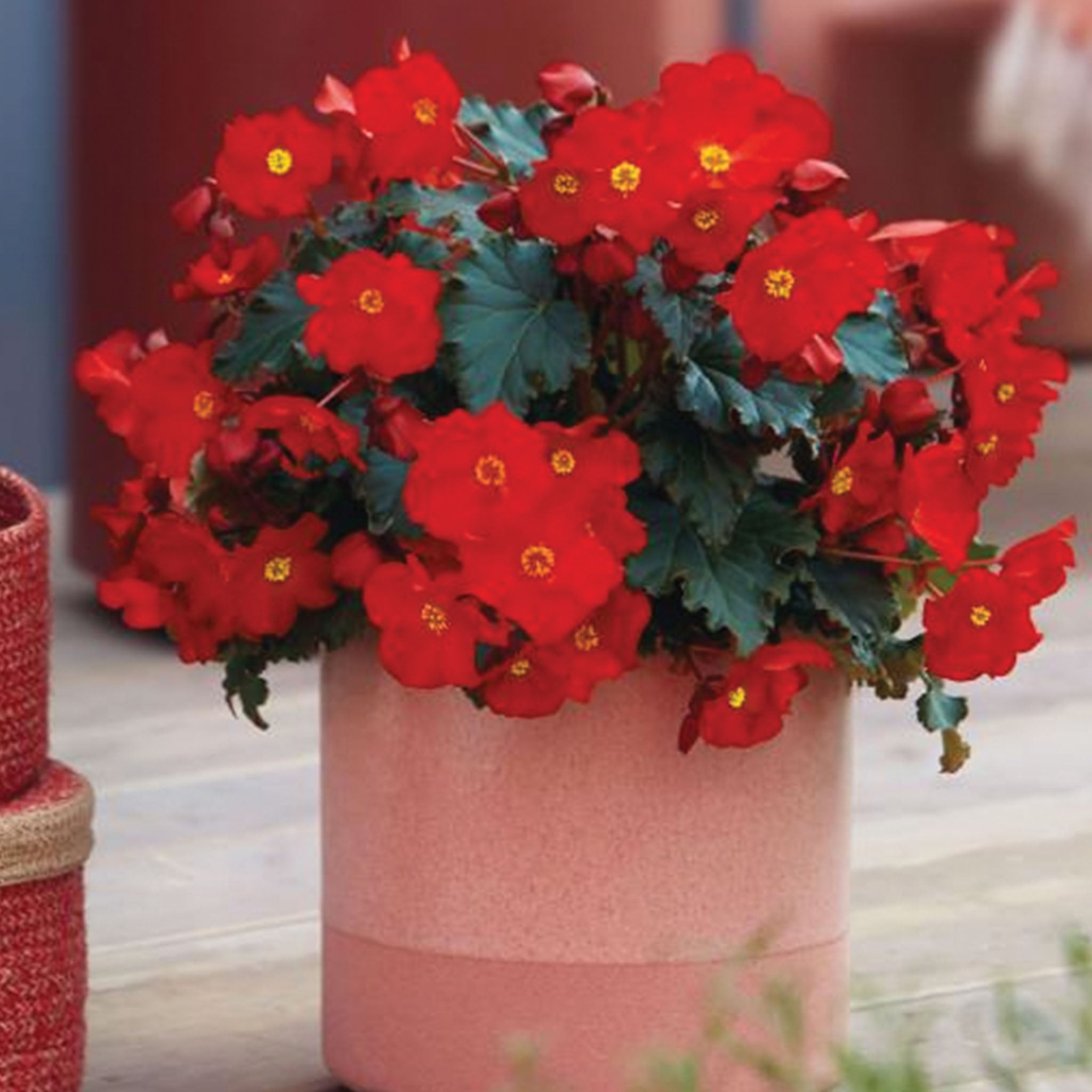 Dreams Garden MacaRouge Elatior Begonia