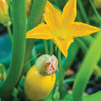 Golden Egg Summer Squash