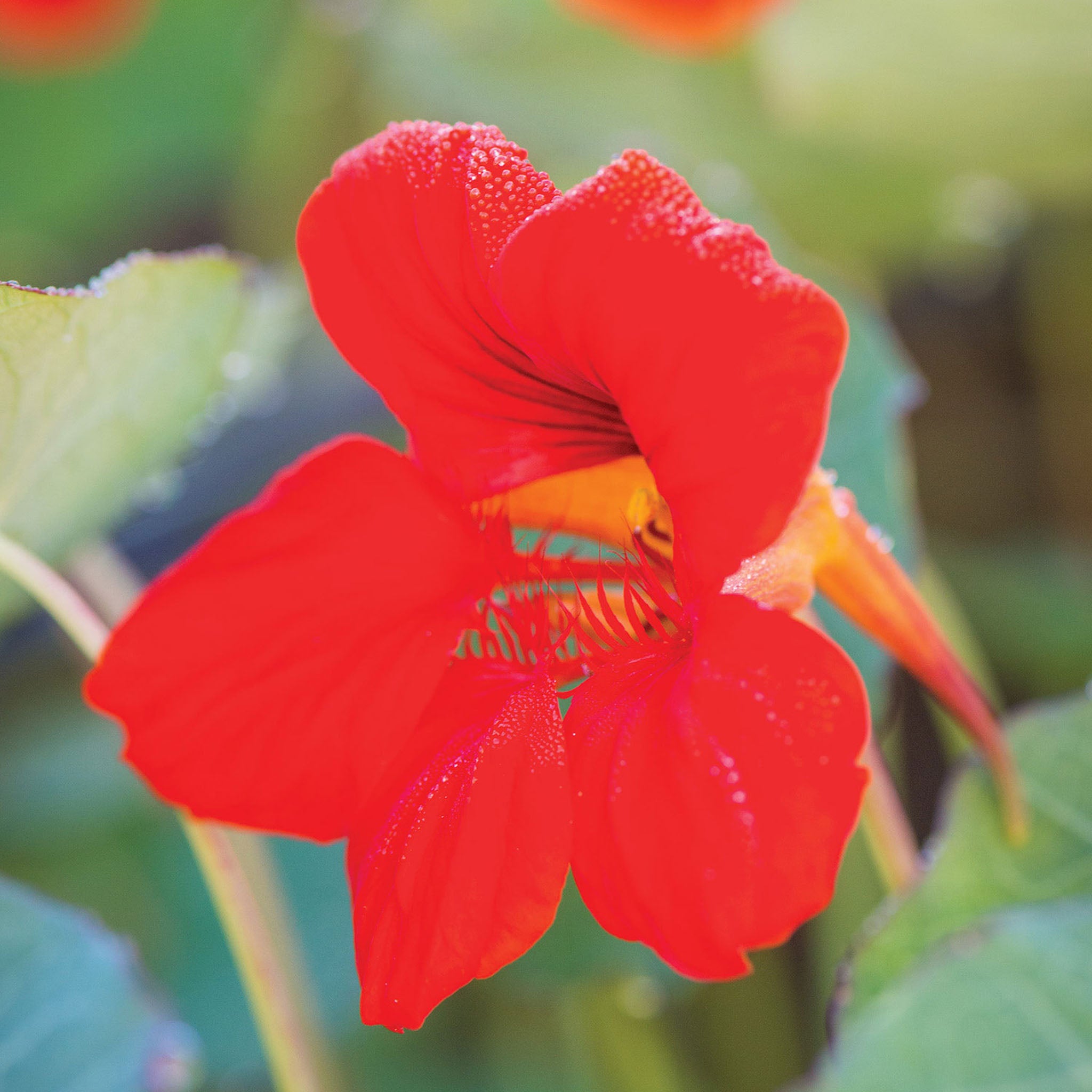 Empress Of India Nasturtium