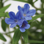 Grace Ward Lithodora