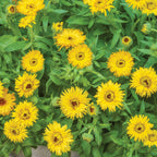 Calexis Yellow Calendula