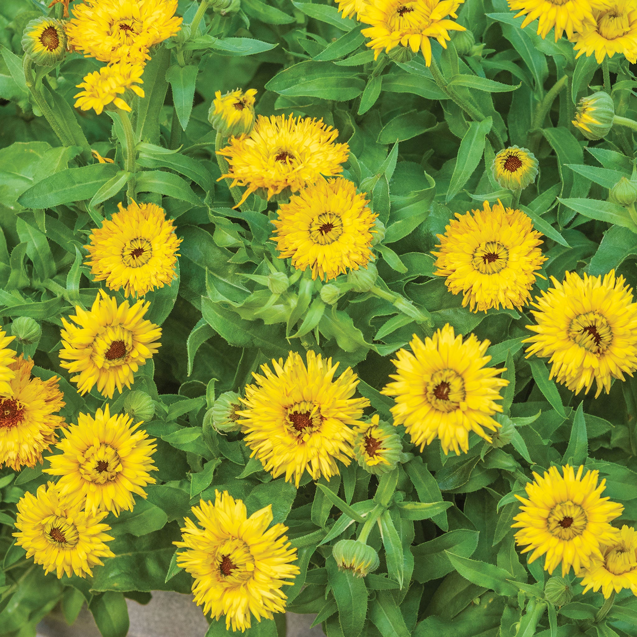 Calexis Yellow Calendula