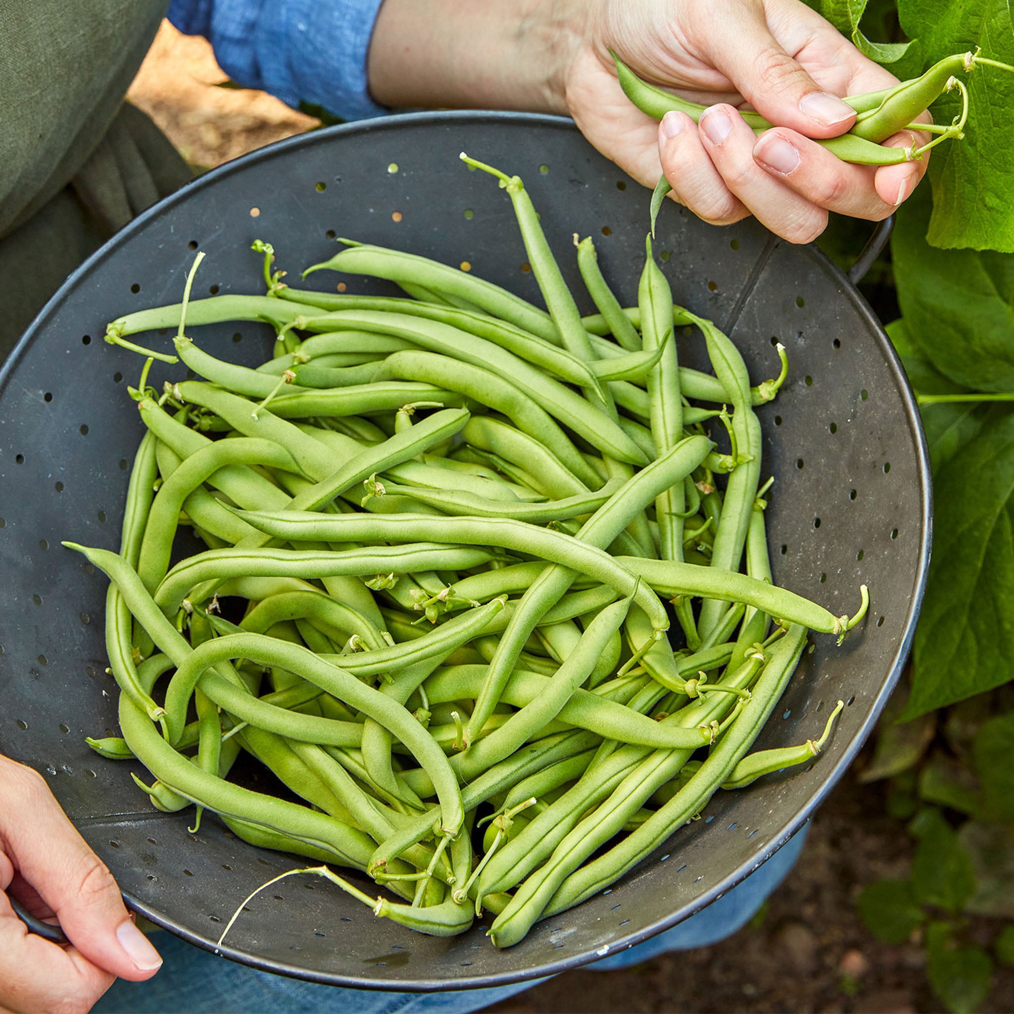 Blue Lake 274 Bush Bean