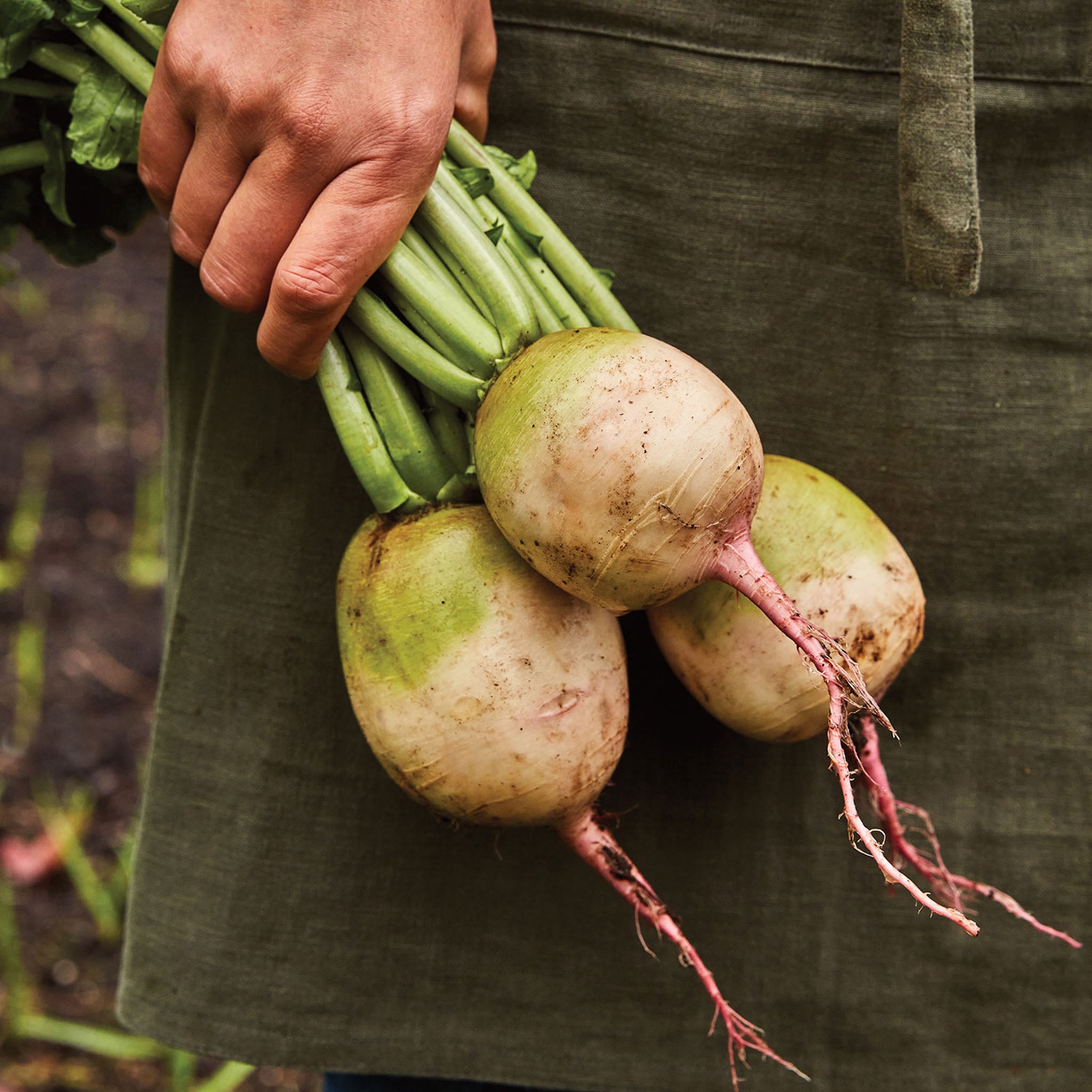 Watermelon Radish