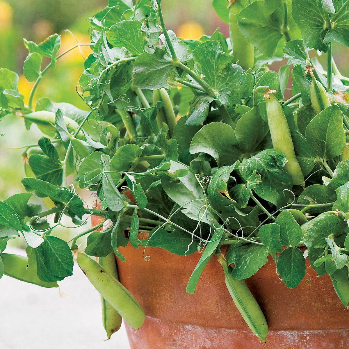 Peas-in-a-Pot Pea