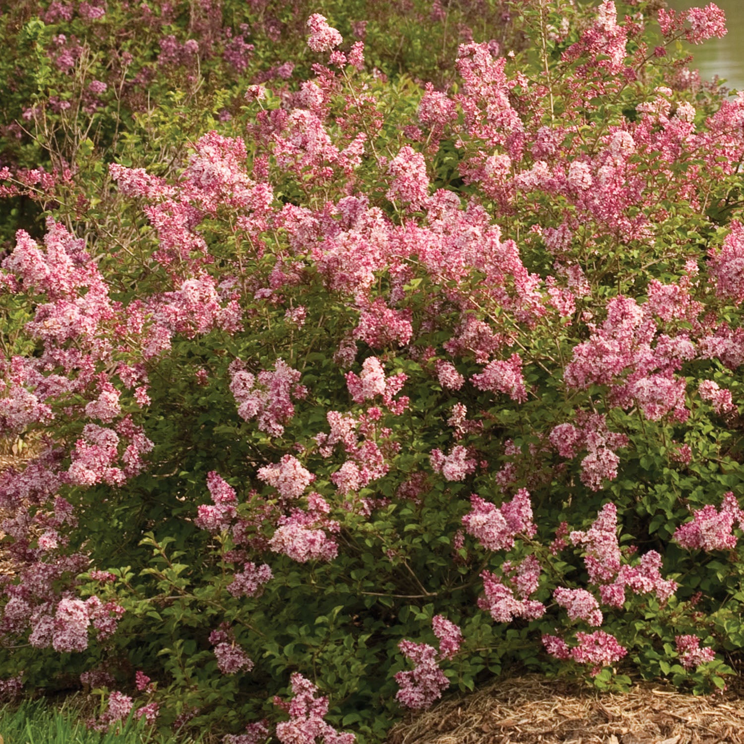 Scent and Sensibility Pink Lilac