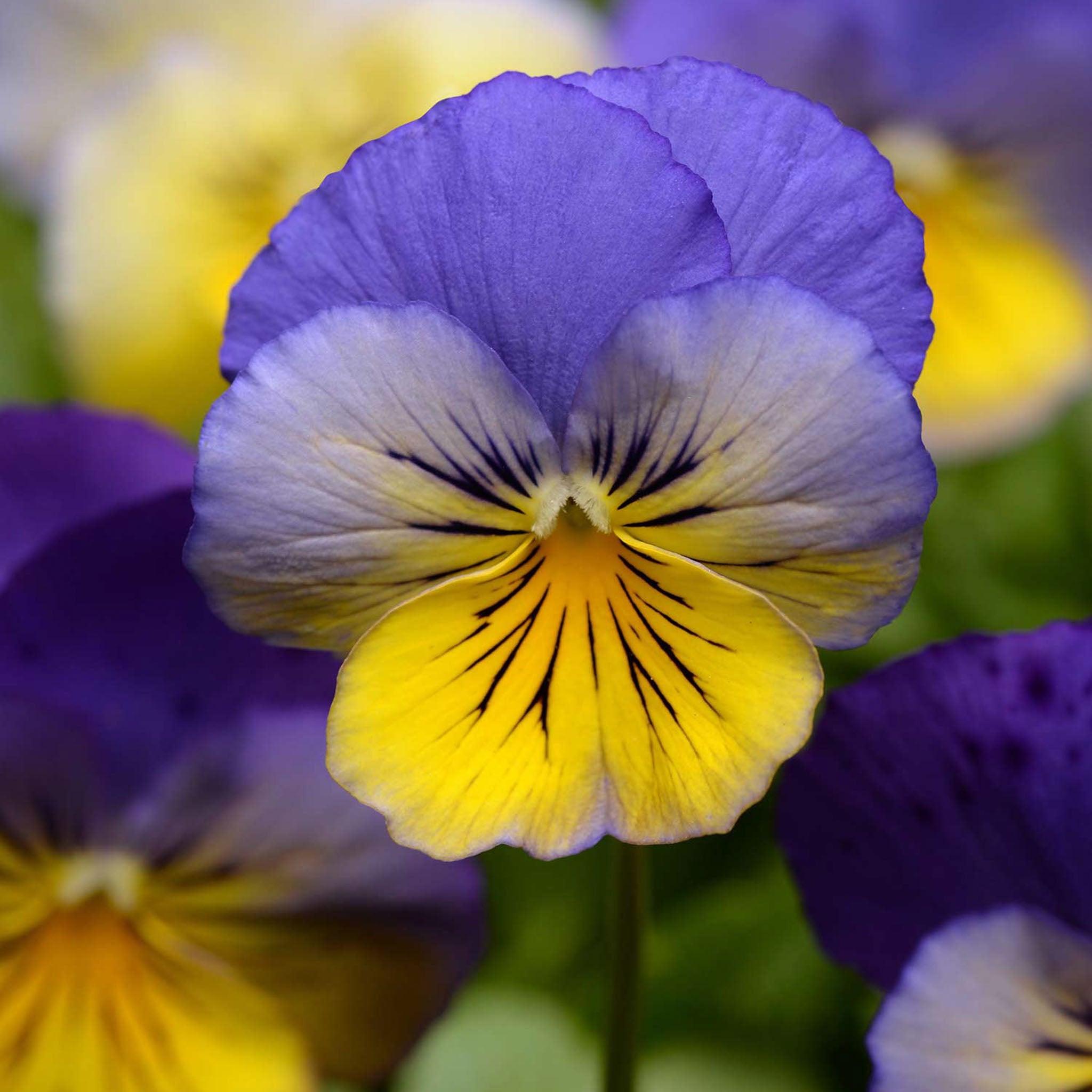 Cool Wave® Morpho Pansy