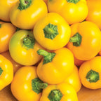 Tweety Sweet Pepper