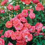 Coral Drift Rose Bare Root