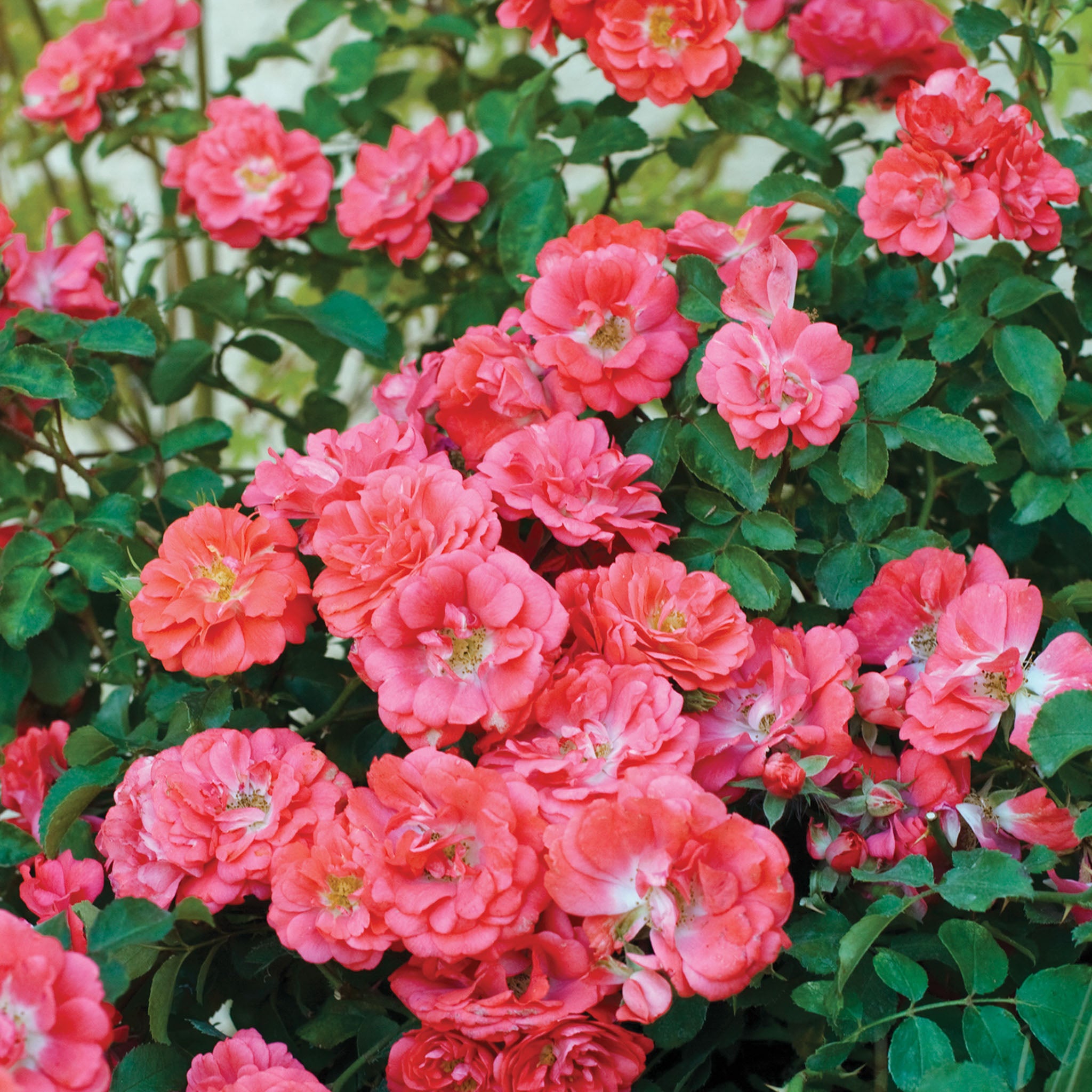 Coral Drift Rose Bare Root