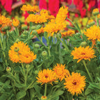 Calexis Orange Calendula