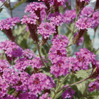 Santos Purple Verbena Rigida