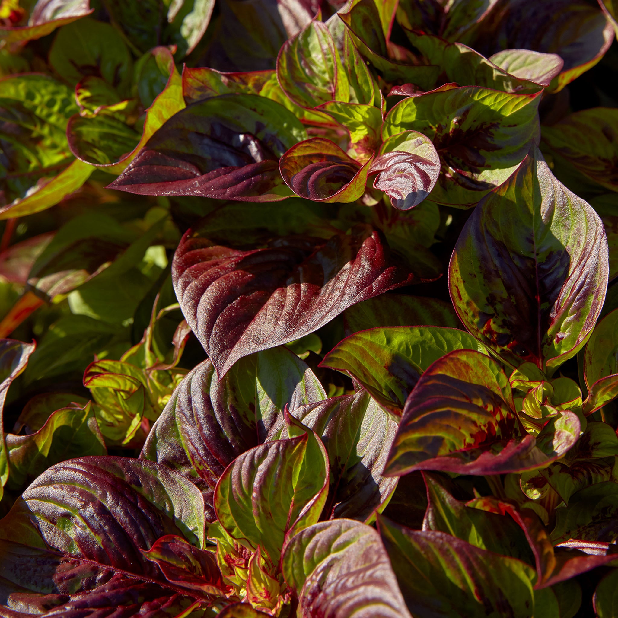 Sol Gekko Green Celosia