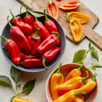 Nibbler Yellow Sweet Pepper