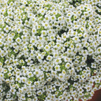 Carpet of Snow Alyssum