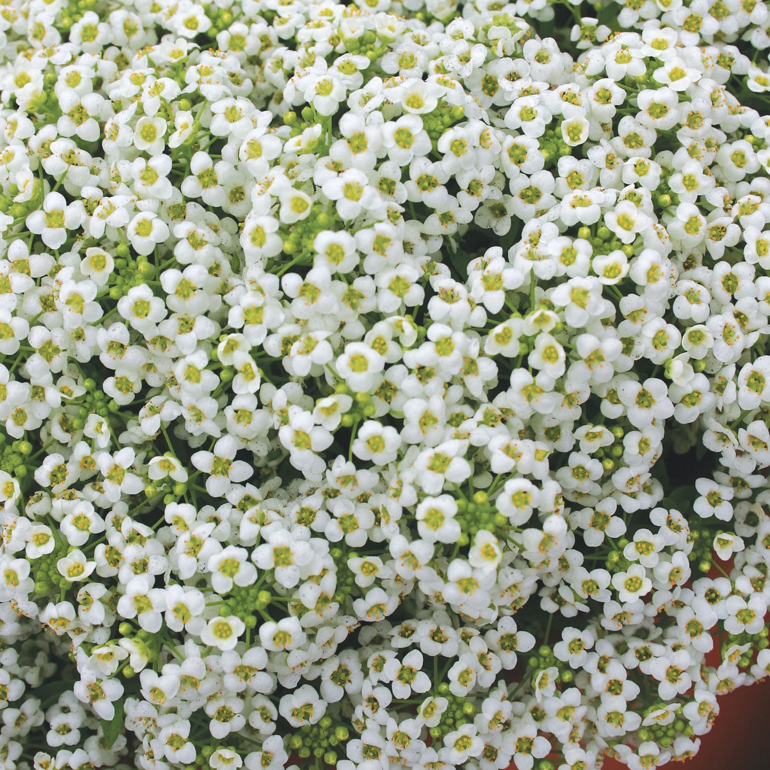 Carpet of Snow Alyssum