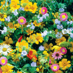 Perennial Mix Wildflowers