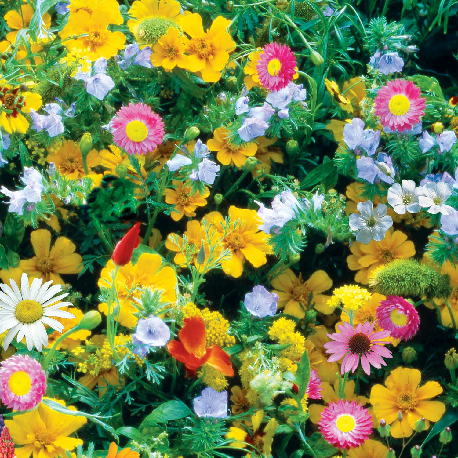 Perennial Mix Wildflowers
