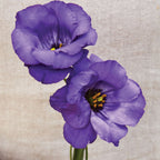 Purple Lisianthus