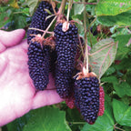 Columbia Giant Blackberry