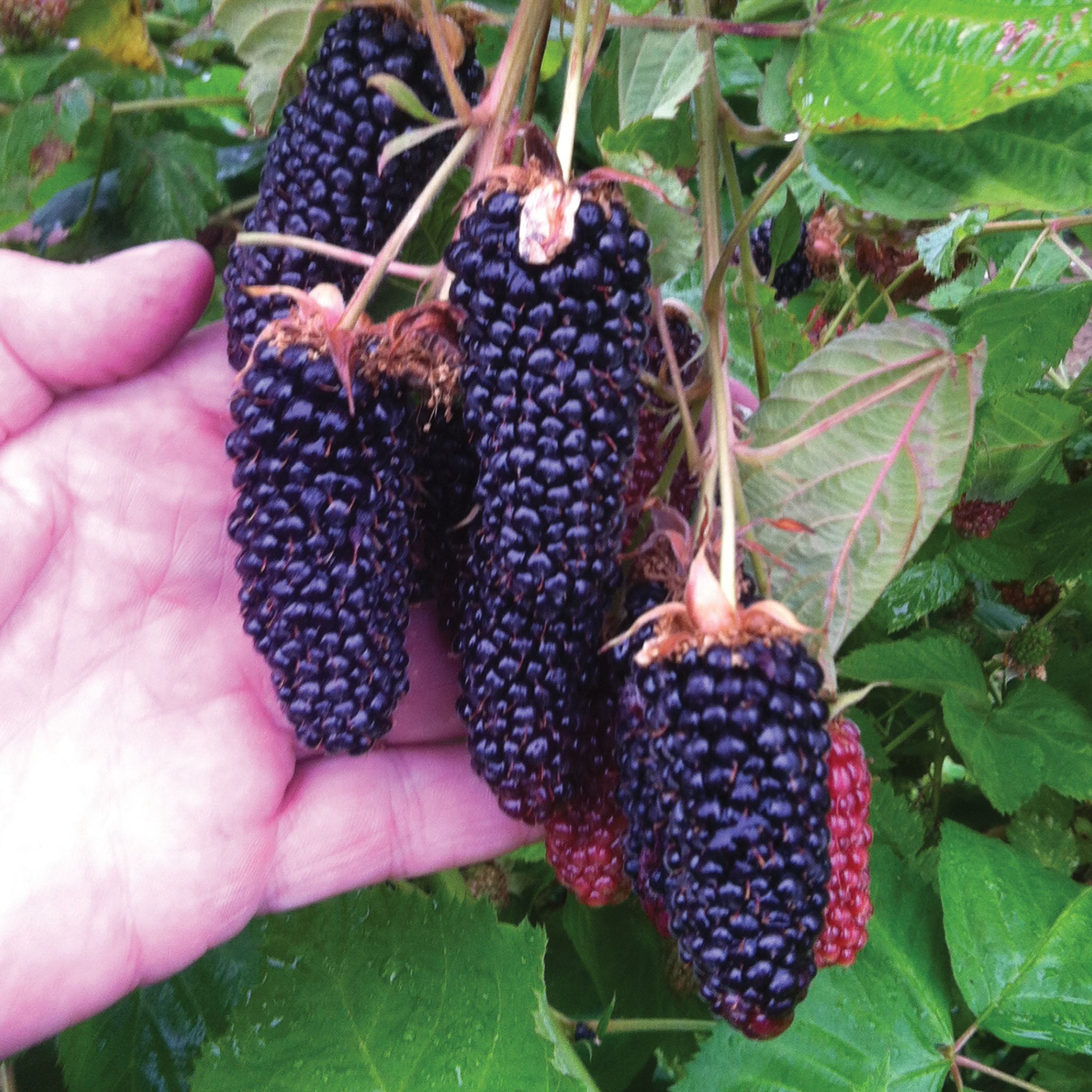 Columbia Giant Blackberry