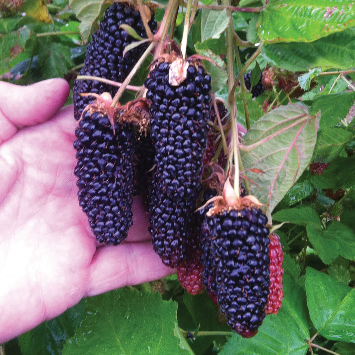Columbia Giant Blackberry
