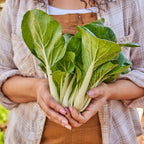 Pure Joy Pak Choi