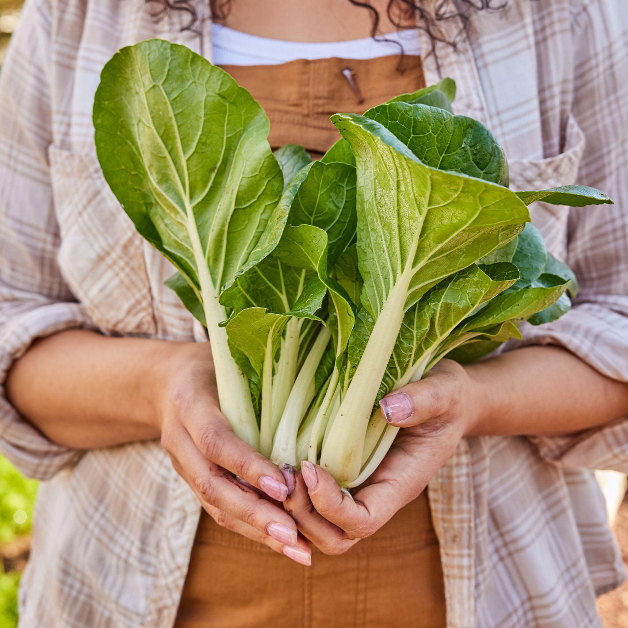 Pure Joy Pak Choi