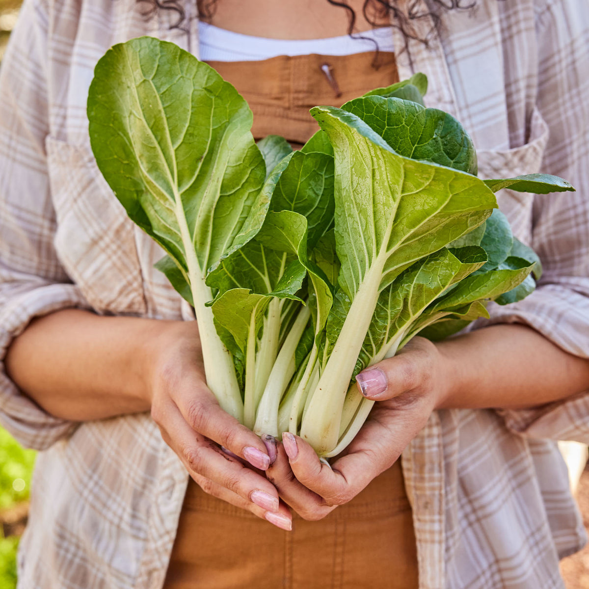 Pure Joy Pak Choi