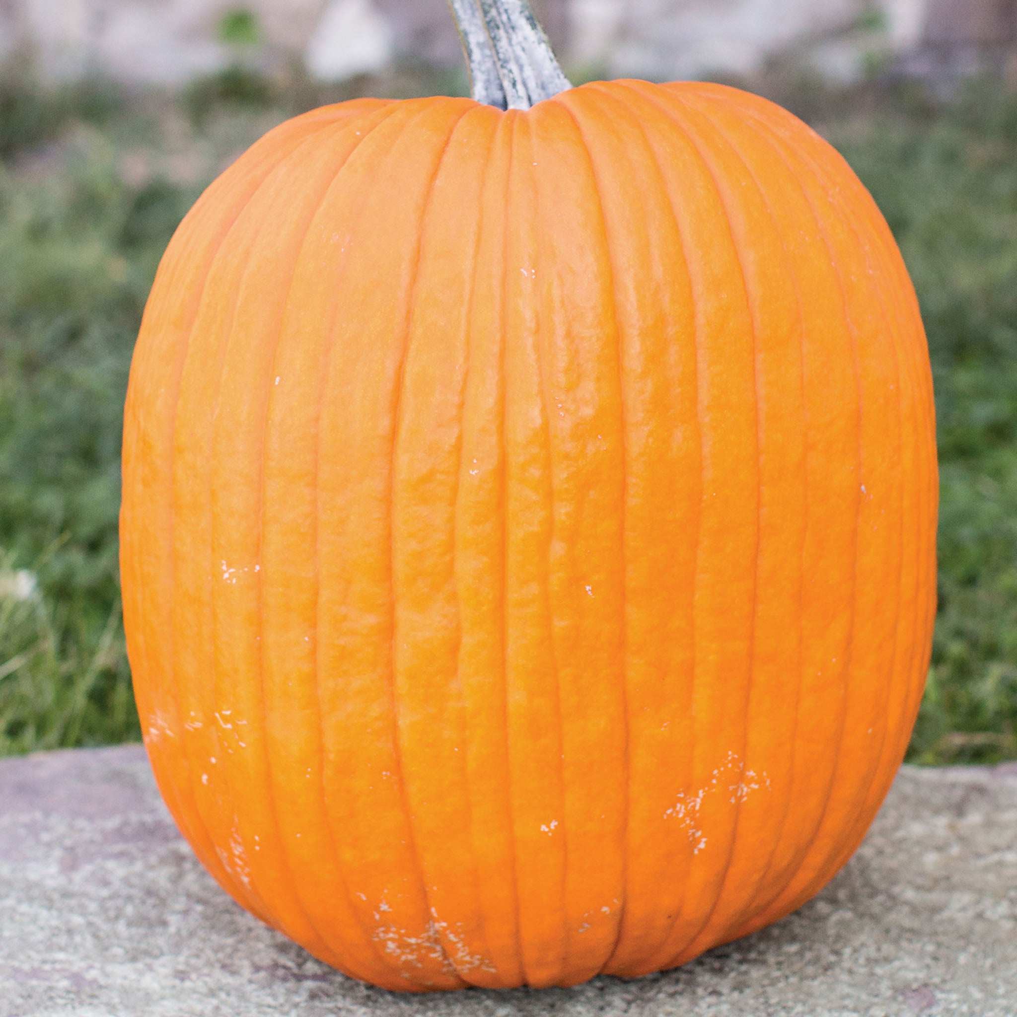 Mr. Wrinkles Pumpkin