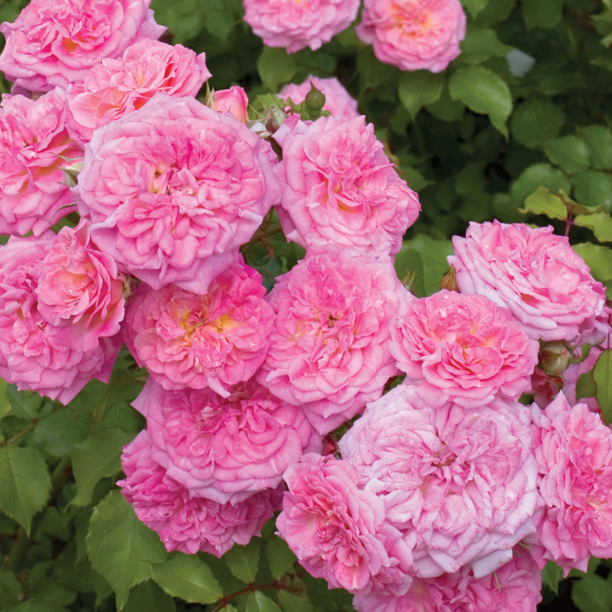 Sweet Drift Rose Bare Root