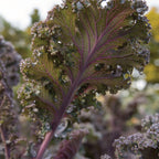 Scarlet Kale