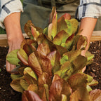 Cimmaron Lettuce