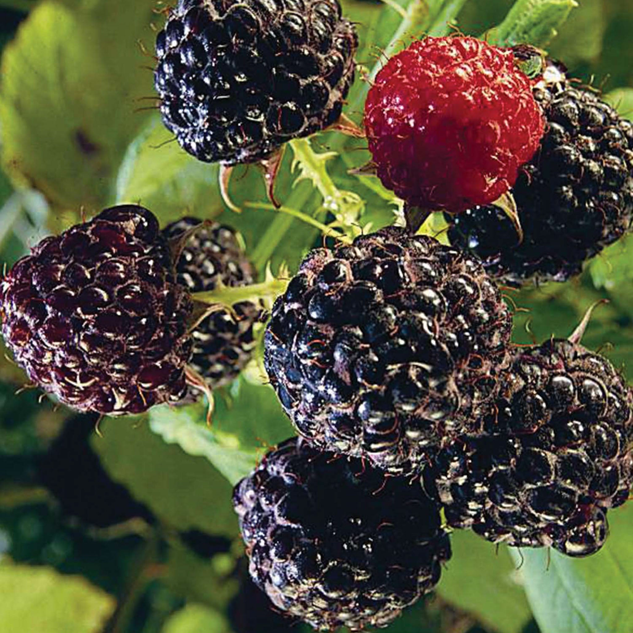 Bristol Raspberry