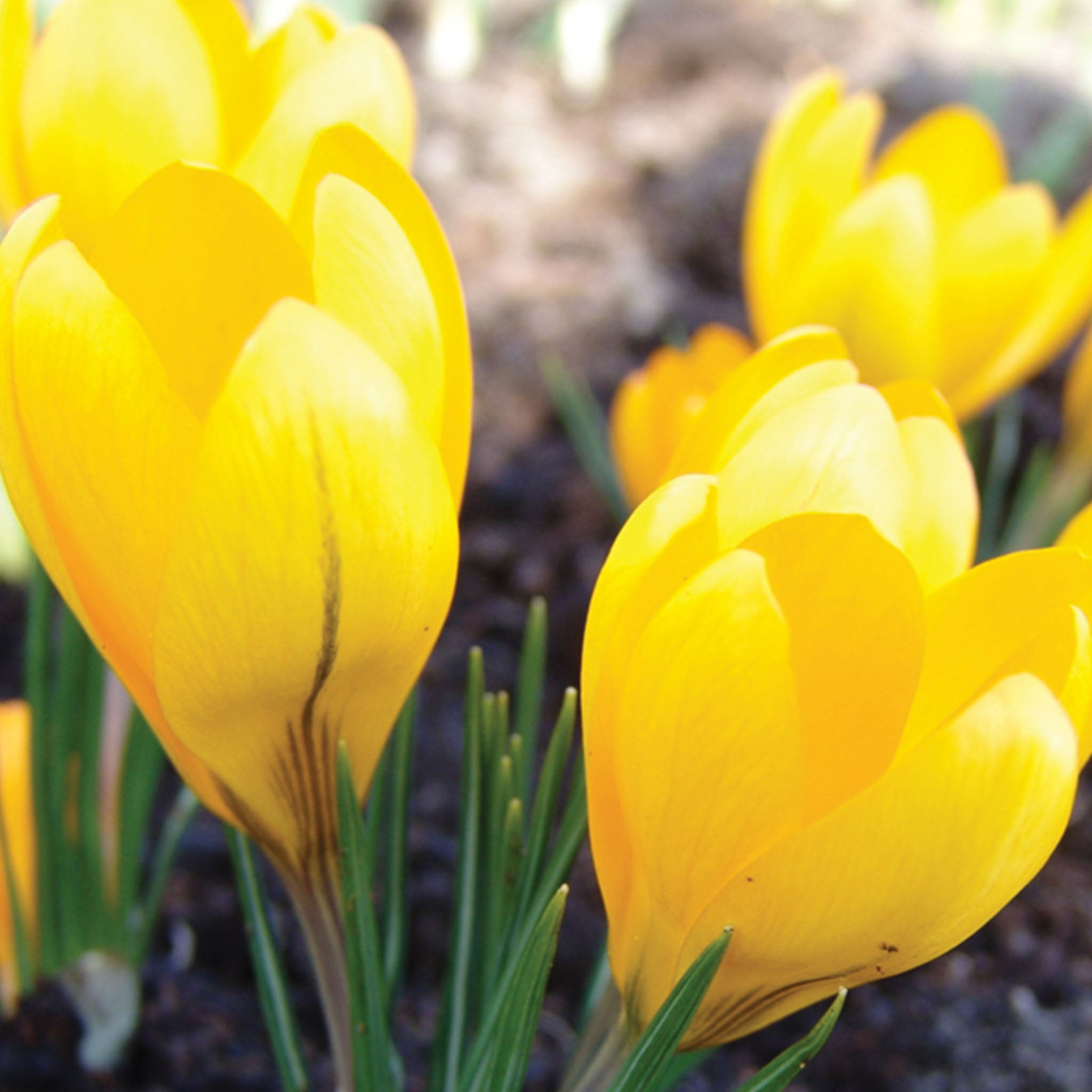 Yellow Mammoth Crocus Vernus Bulbs