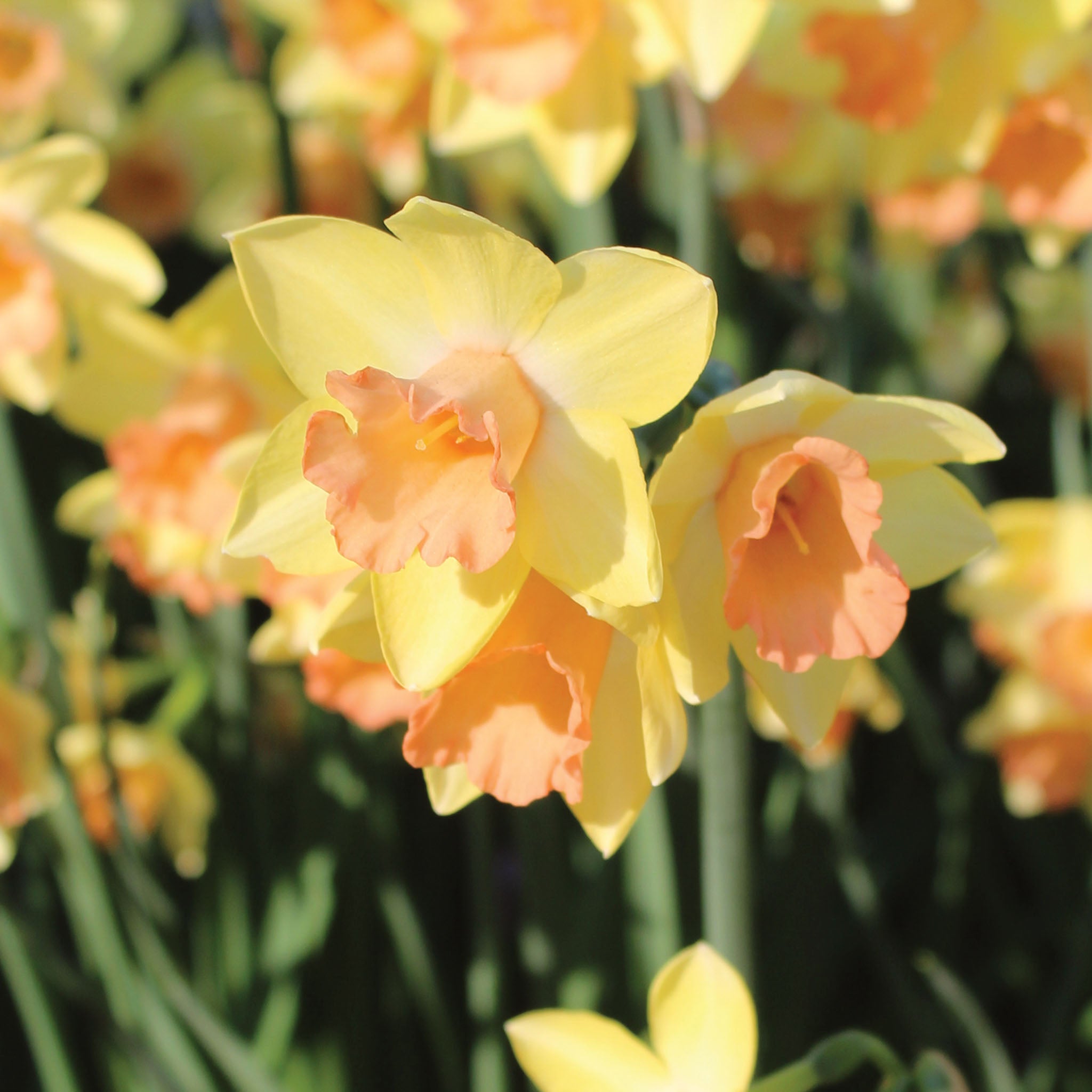 Blushing Lady Daffodil Bulbs
