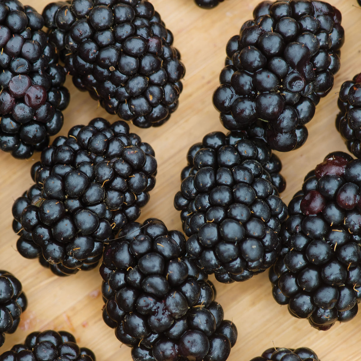 Darrow Blackberry Bare Root
