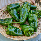 Poblano (Ancho) Hot Pepper