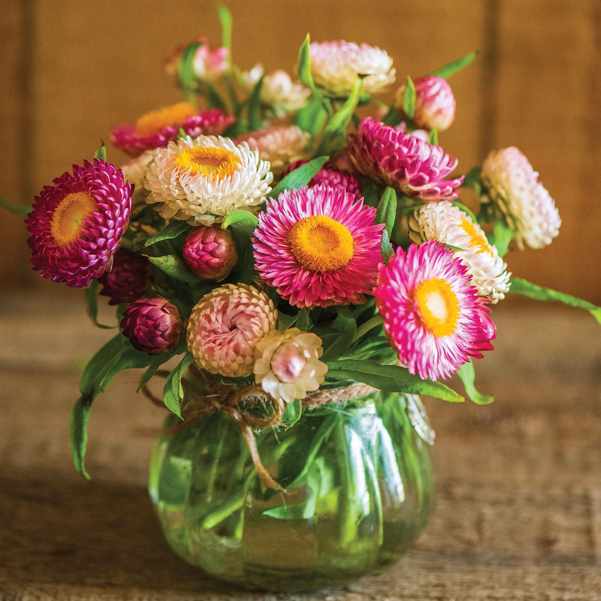 Tom Thumb Mixed Colors Strawflower Seeds