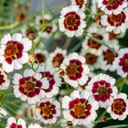 Ruby Kiss Coreopsis